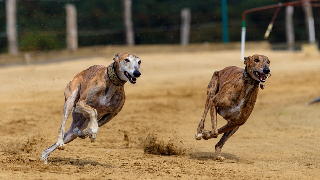 Zweimal ein Galgo Español im Gallopp