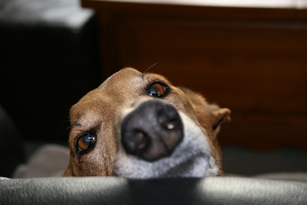 Nase eines neugierigend Galgos 