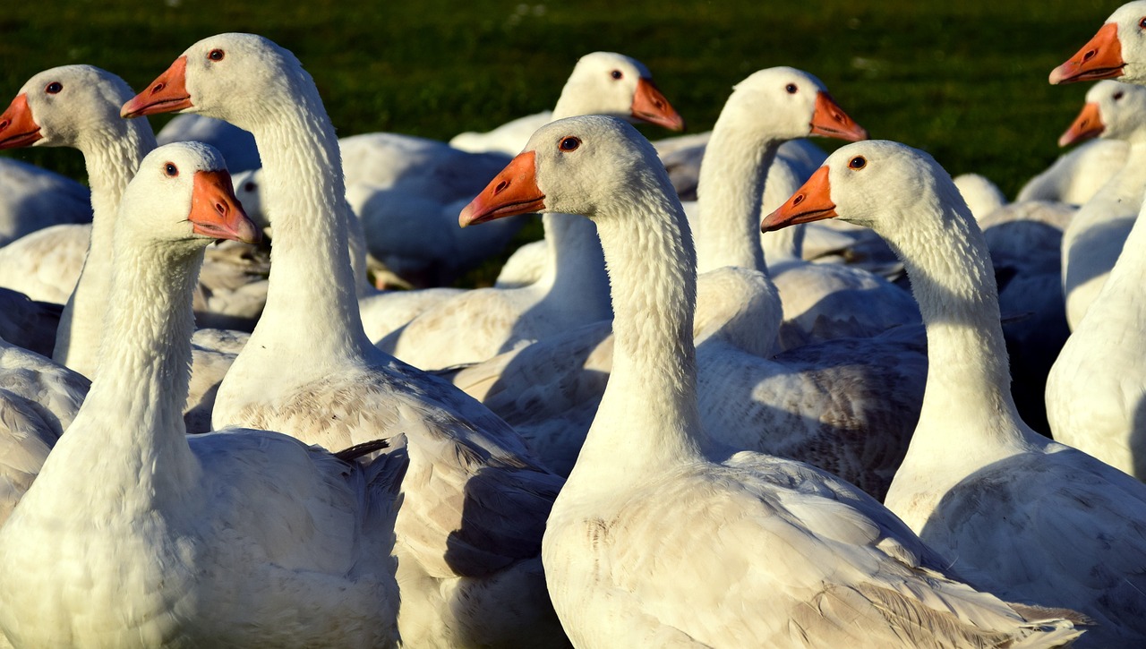 Gänse als Symbolbild für die Produktion von Foie Gras