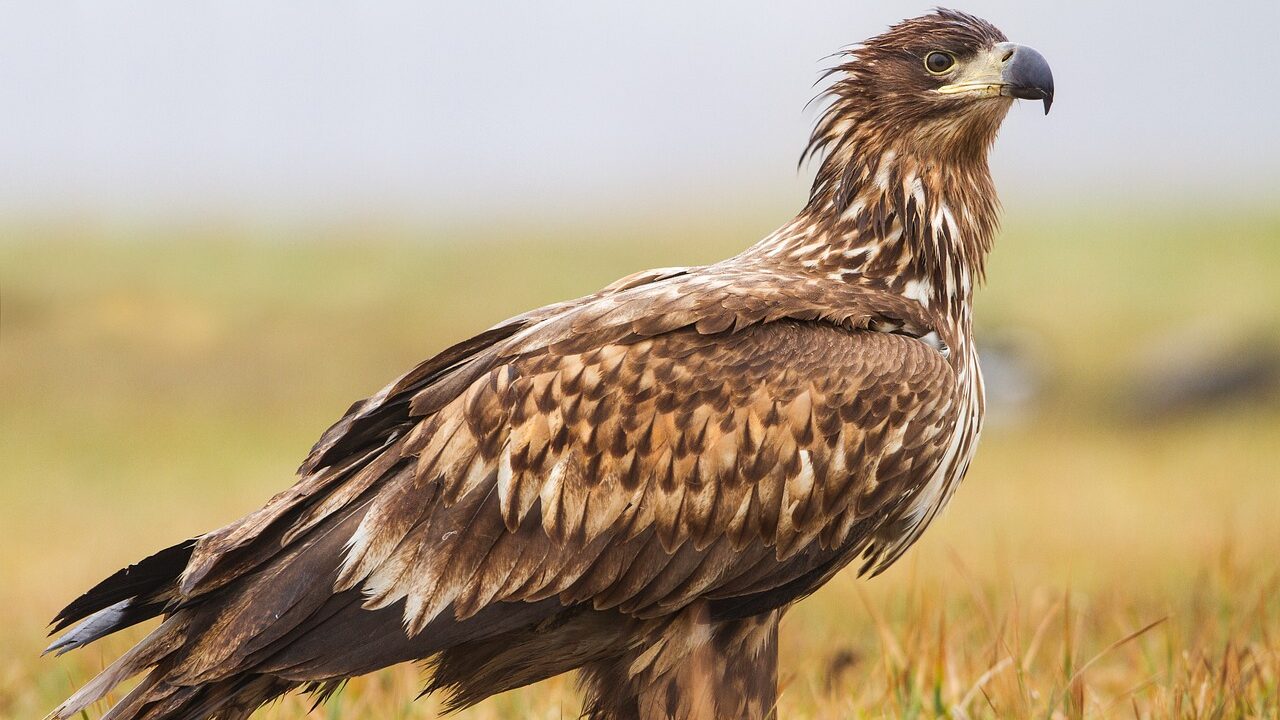 Darstellung von einem Seeadler zum Abschluss