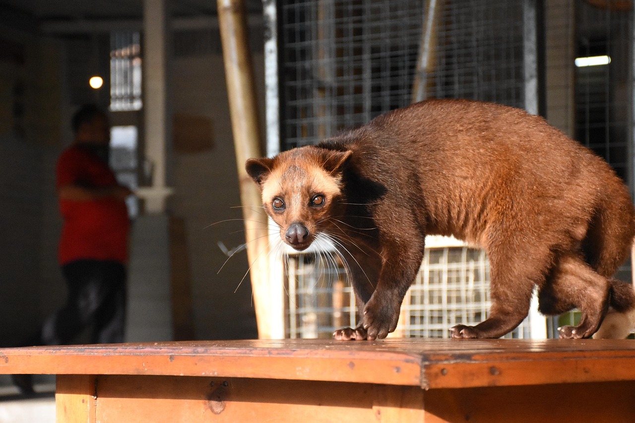 Fleckenmusang auf einem Käfig für Kopi Luwak