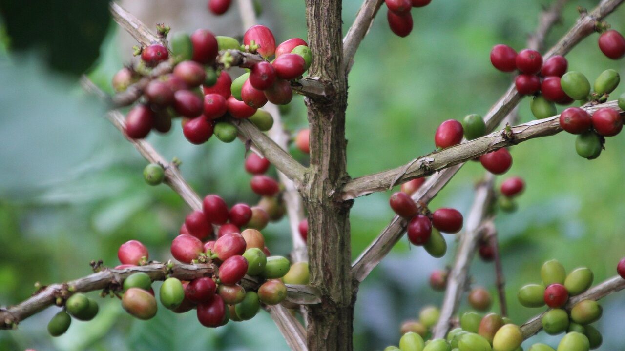 Ein Kaffeestrauch zur Darstellung der Kaffeekirschen