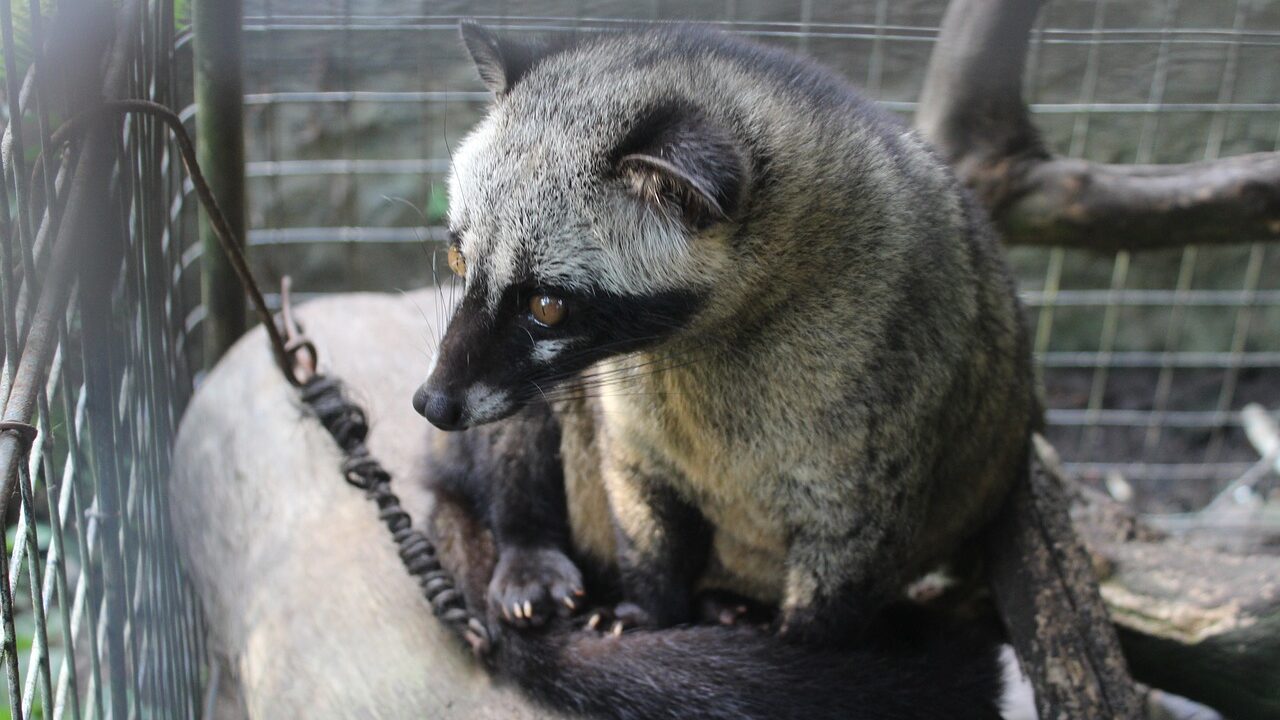 Ein Fleckenmusang im Käfig für Produktion von Kopi Luwak