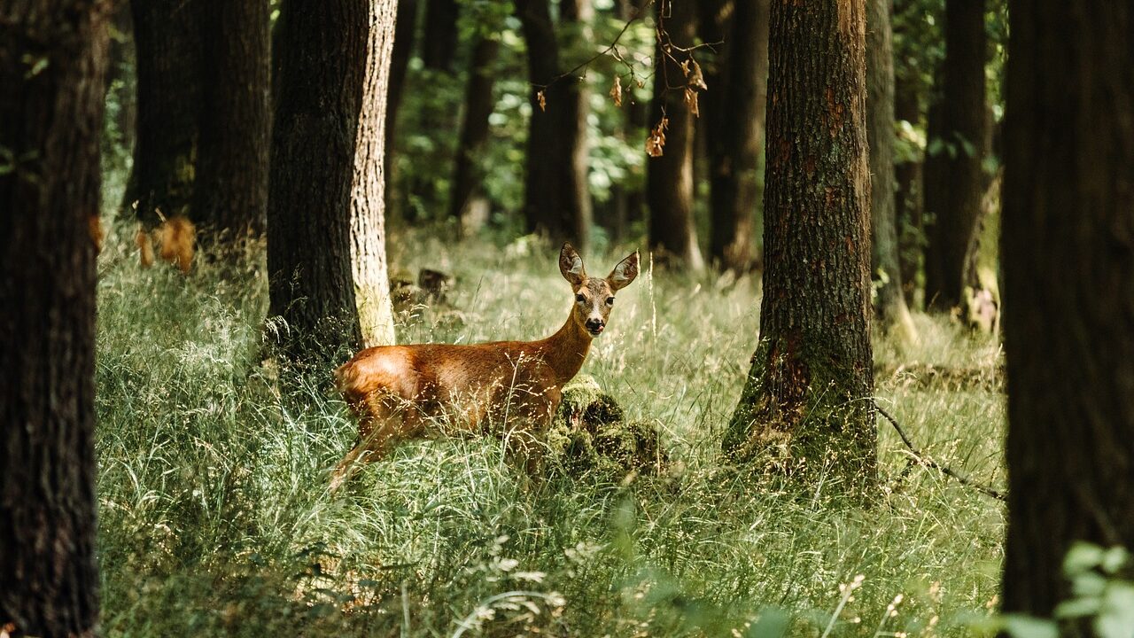 Hirschkuh als Symbol für eine weidgerechte Jagd