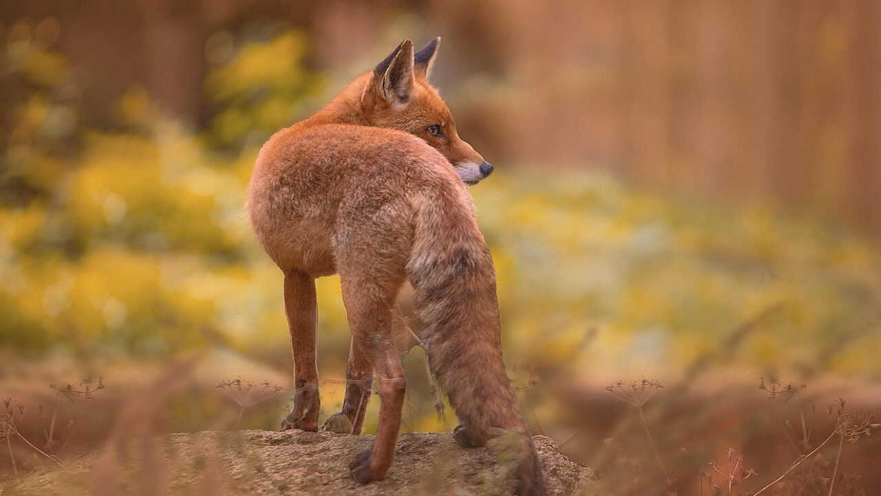 Weidgerechtigkeit Fuchs